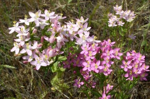 Golsenger pour rejeter l'alcool